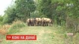 Українські екологи оселили табун диких коней на безлюдному острові