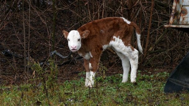  / © Суспільне