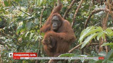 "Лісова людина": що варто знати про орангутанів