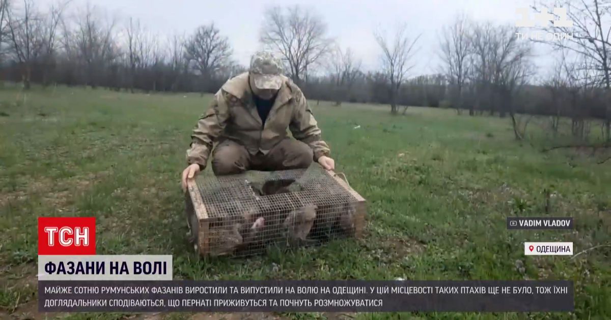 Новости украины: в одесской области пополнили местную фауну почти сотней румынских фазанов