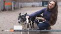 Шукають дім: у Дніпрі в одній з кав’ярень на стаканчиках почали розміщувати фото собак з притулку