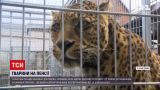 Новини світу: у Німеччині відкрили притулок для тварин, які були зірками цирків, реклам та телешоу