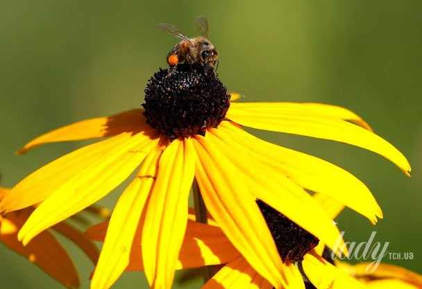 Рудбекія / © Associated Press