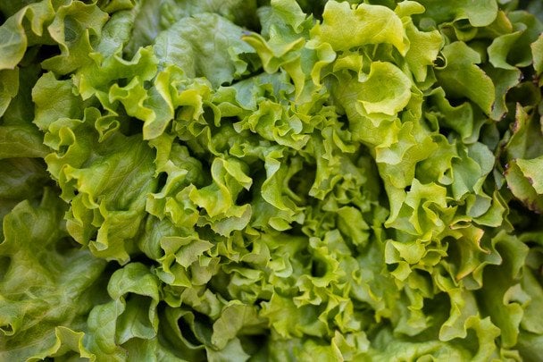 Почему листья салата горькие на вкус: как исправить проблему