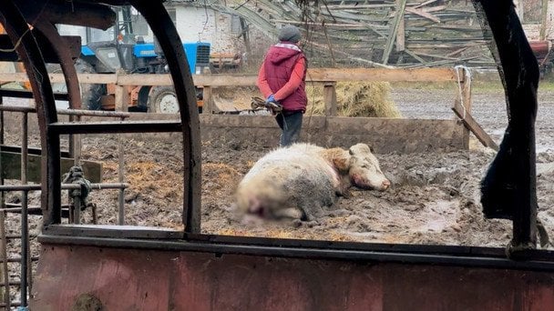 Поранена корова / © Суспільне