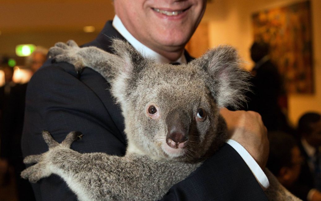 Перед саммитом G20 его участники фотографировались с коалами. / © Reuters