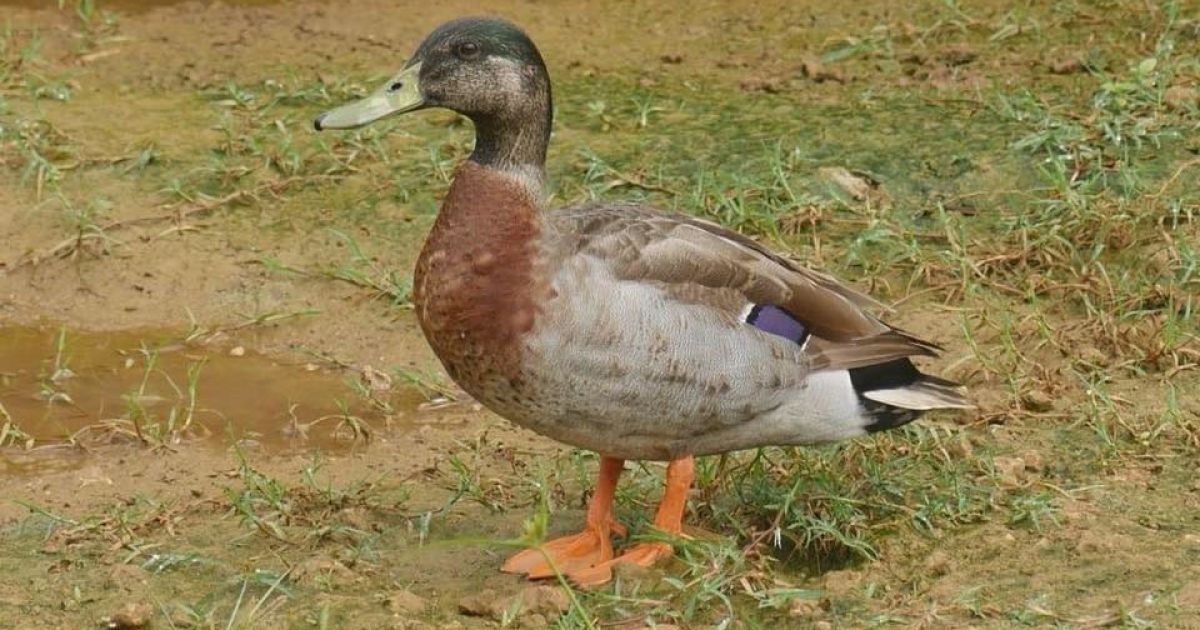 Во Франции на утиной ферме обнаружили вспышку птичьего гриппа