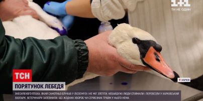 Под Харьковом местные спасли лебедя-шипуна | Новости Украины