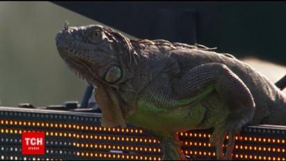 Ігуана-фанатка ледь не зірвала тенісний матч у Маямі