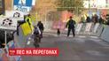 Утік від господаря: у Бельгії пес вискочив на трасу під час велоперегонів