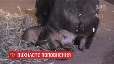 Миле дитя вомбата показали відвідувачам у американському зоопарку