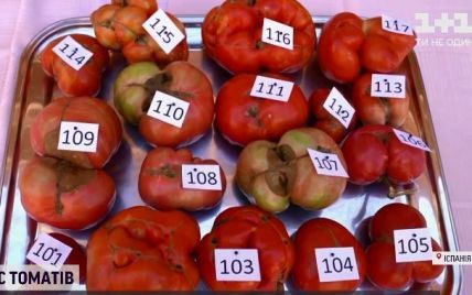 Чем неправильнее форма, тем лучше: в Испании выбирали самый гадкий томат сезона