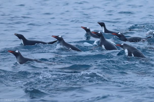 Скупчення пінгвінів неподалік "Вернадського", фото / Оксана Савенко, Національний антарктичний науковий центр
