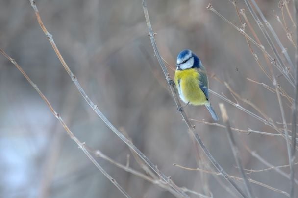 Народні прикмети 21 грудня / © Pexels