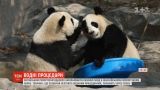 Китайским репортерам удалось отснять смешное купание большой панды