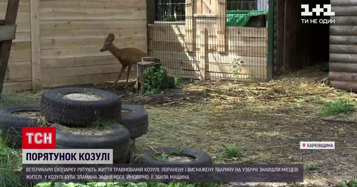Новости Украины: в Харьковской области спасают раненую косулю