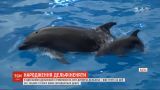 В одесском дельфинарии показали новорожденного детеныша дельфина