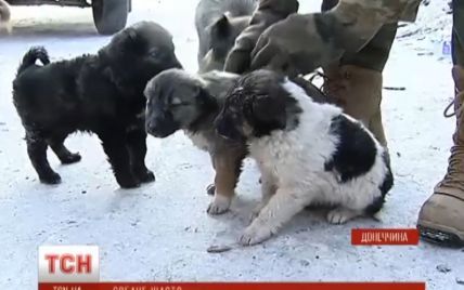Цуценята вбитої бойовиками в зоні АТО собаки знайшли собі господарів після сюжету ТСН