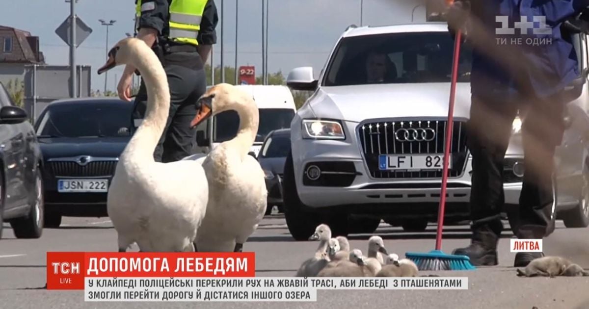 У литовському місті поліцейські зупинили рух транспорту, аби лебеді з пташенятами перейшли дорогу