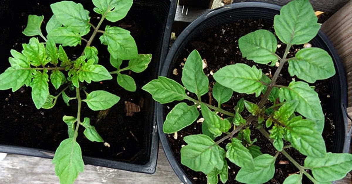Як виростити розсаду помідорів