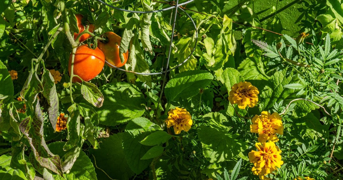 Помідори й чорнобривці