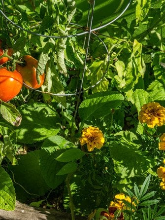 Помідори й чорнобривці