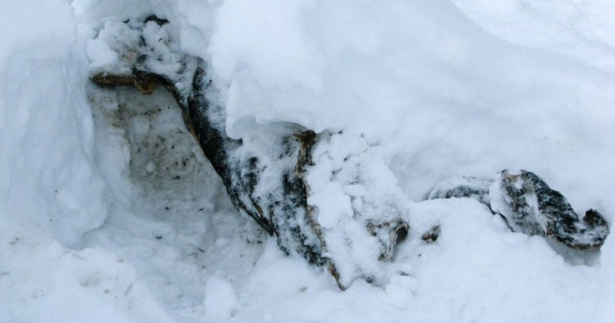 Стали відомими моторошні подробиці смерті військового на Харківщині