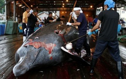 Япония официально возобновит охоту на китов, которая запрещена во всем мире уже более 30 лет