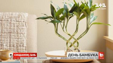 Символ выносливости и удачи: интересные факты о бамбуке