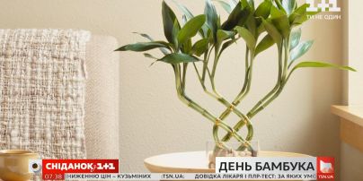Символ выносливости и удачи: интересные факты о бамбуке