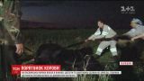 На Львівщині рятувальники дістали корову з глибокої канави