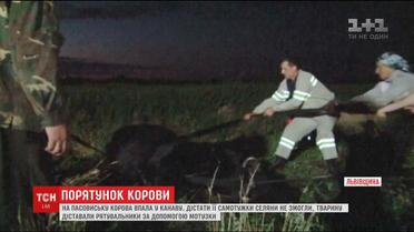 На Львівщині рятувальники дістали корову з глибокої канави