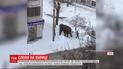 Бігали містом та бавились снігом: у Єкатеринбургу слони втекли із цирку  