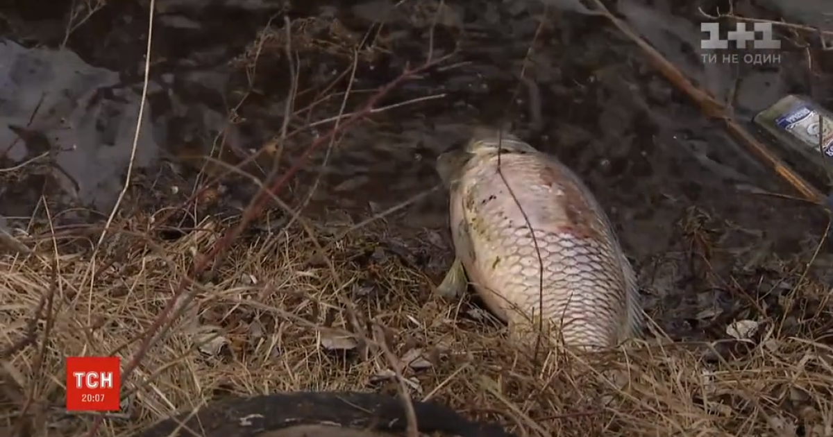 Екологічна катастрофа у Києві: на столичному озері масово гине риба