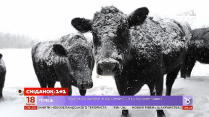 Американские фермеры спасают своих коров из снежных заносов