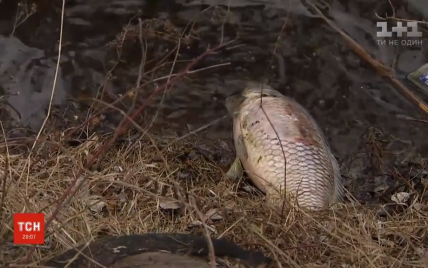 Экологическая катастрофа в Киеве: на столичном озере массово гибнет рыба