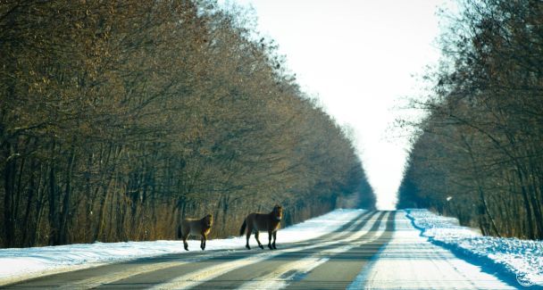 Лошади Пржевальского на дороге под Чернобылем / © Чорнобильський радіаційно-екологічний біосферний заповідник