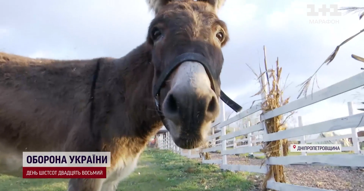 Осличка "Мамочка"