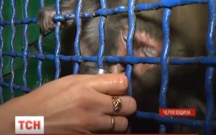 В зоопарке на Черниговщине обезьяны на праздники "причащались" вином и закусывали заливной рыбой
