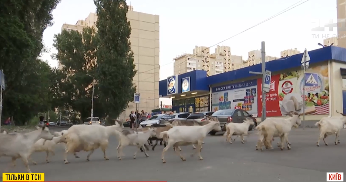 У Києві жінка тримає тридцятьох кіз: що кажуть на це сусіди