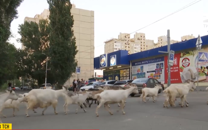 В Киеве женщина держит тридцать коз: что говорят на это соседи