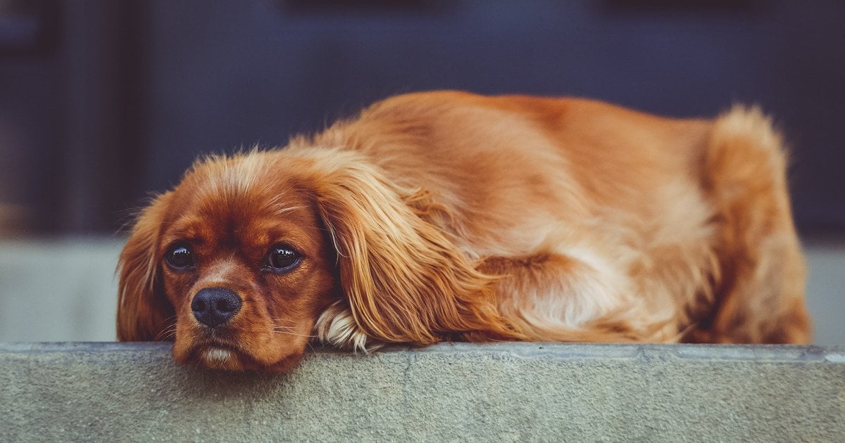 Кавалер-кинг-чарльз-спаниелей. Фото: Andrew Branch\CC0