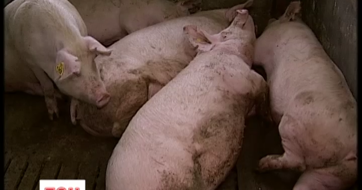 В Украине продолжают борьбу со свиной чумой