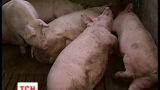 Только в Киевской области уничтожено около 63 тысяч голов свиней из-за свиной чумы