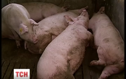 Украинским фермерам будут компенсировать стоимость пораженных чумой свиней