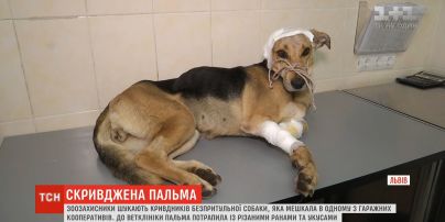 Скривджена Пальма: у Львові невідомі жорстоко познущалися з безпритульного собаки