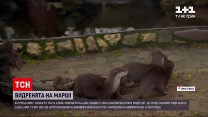 Новости мира: в немецком зоопарке впервые показали пятерых новорожденных выдрят