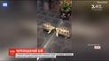 В Сети набирает популярность видео, на котором черепаха борется с собственным отражением