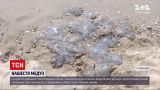 Новости Украины: с чем связано нашествие медуз на побережье Азовского моря