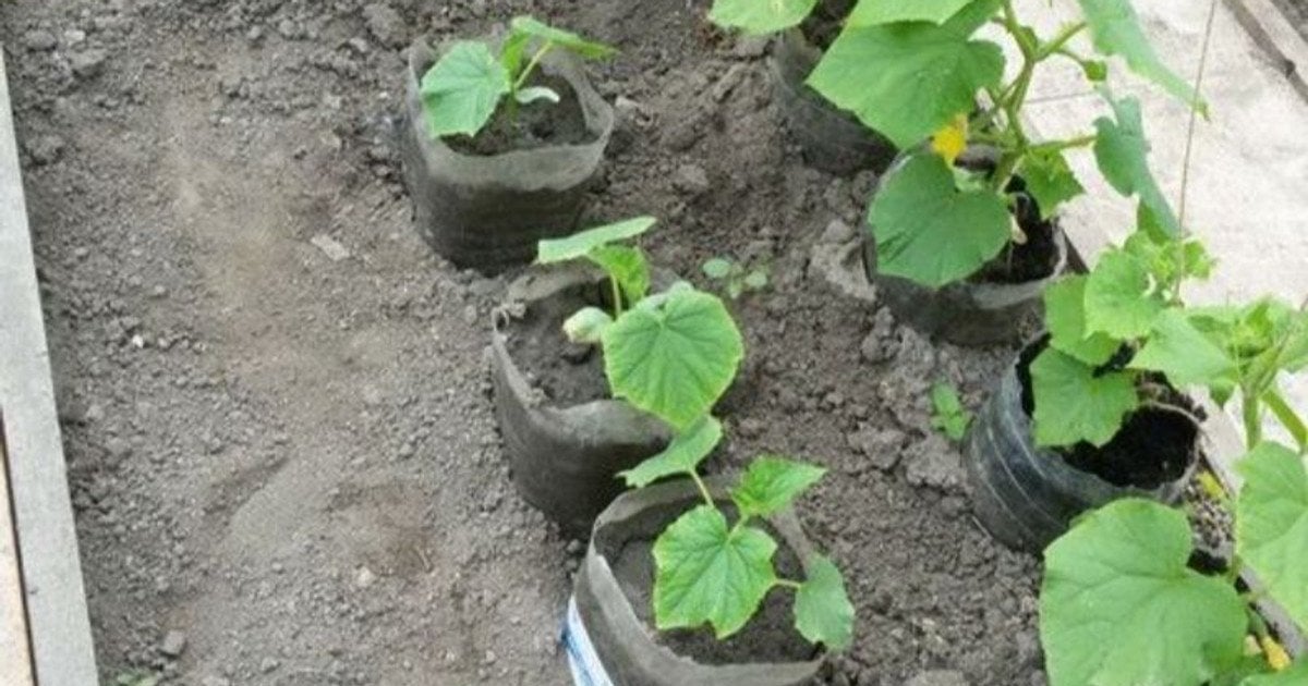 Огірки в пляшках